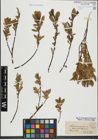 Foto von Salix hastata L.